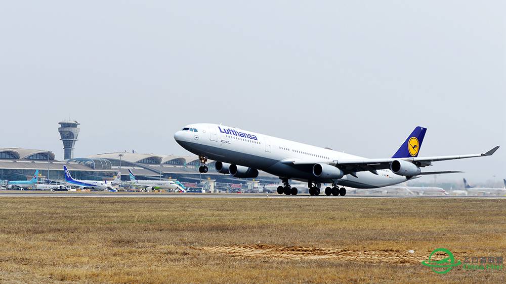 汉莎A340-300 青岛直飞法兰克福首航-2214 