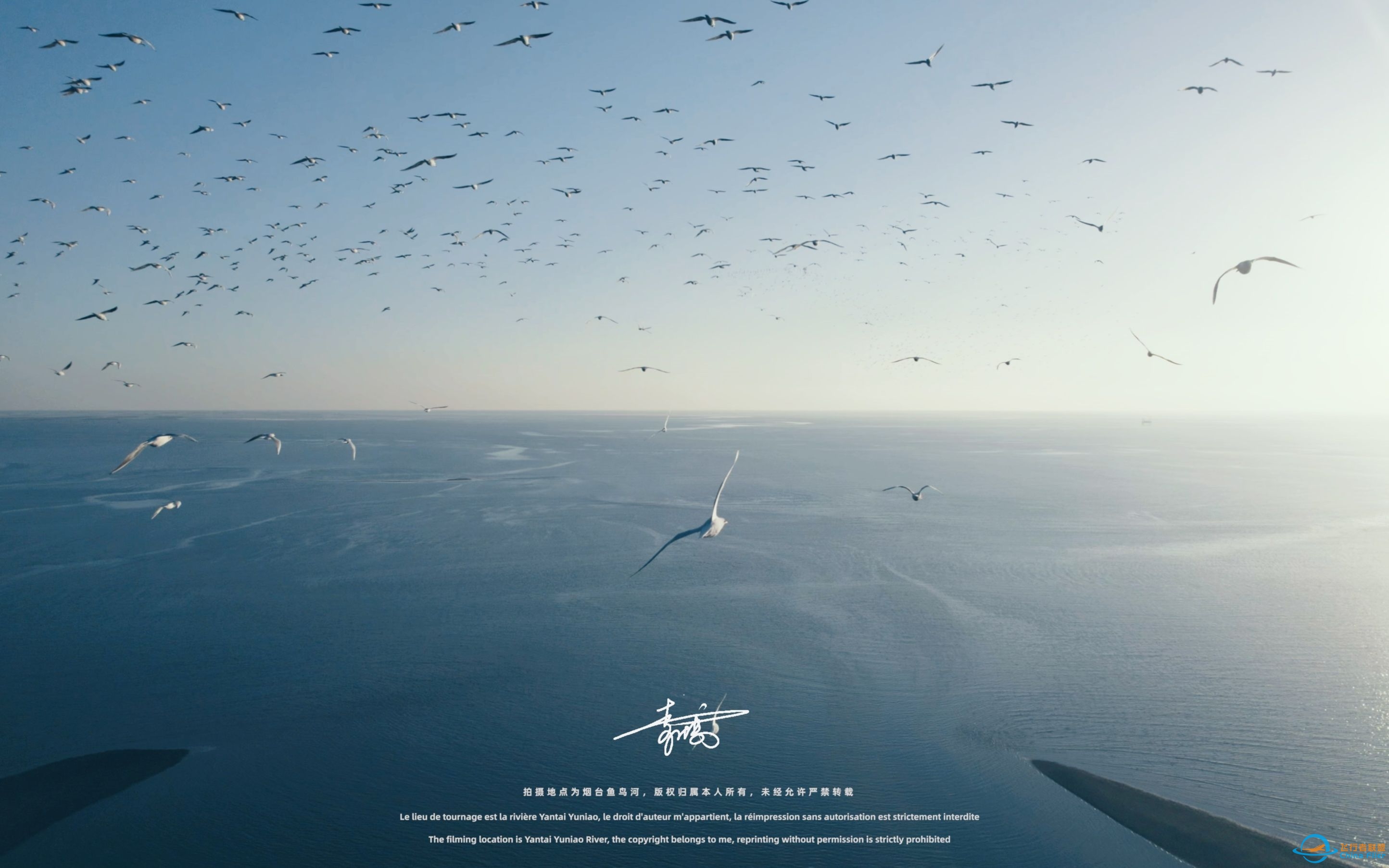 【沉浸式飞行】[DJI AIR 2S]一次跟海鸥一起的沉浸式飞行体验~-5760 