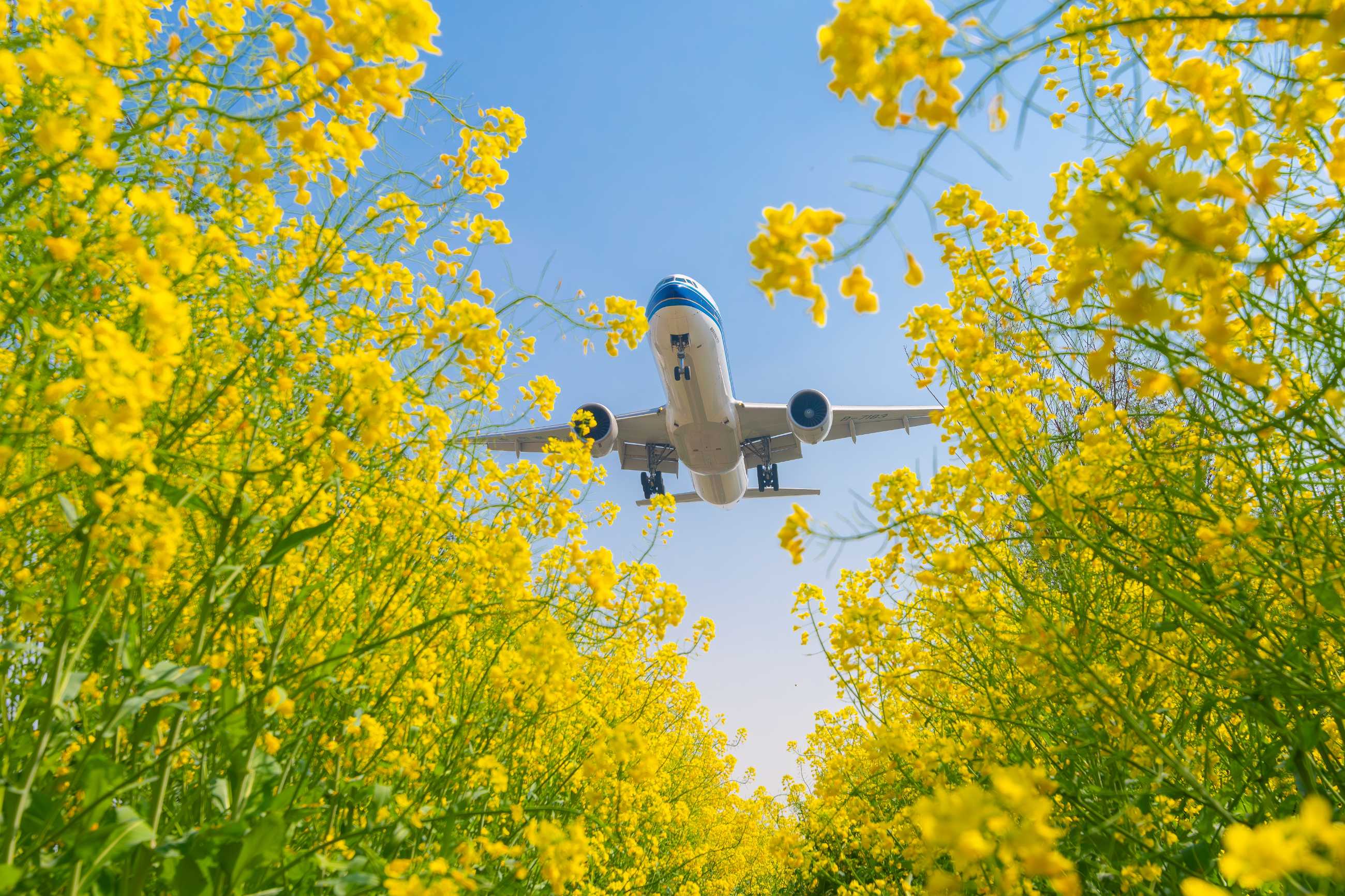 油菜花里拍大鸟，杭州萧山机场拍飞机-6688 