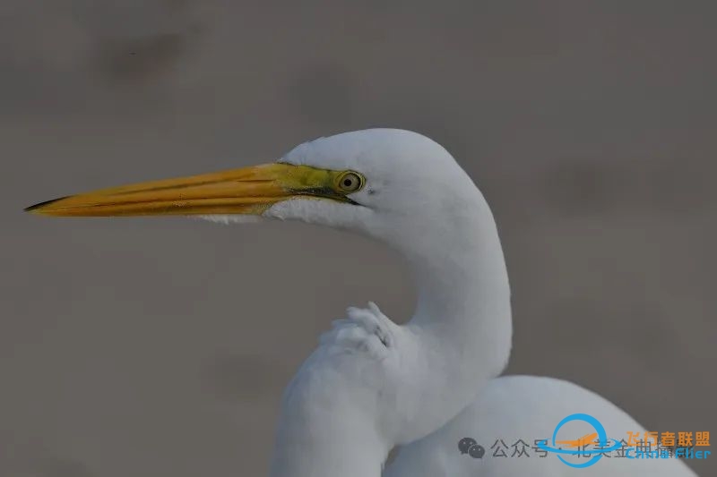 Graceful American Great Egret  舞姿飘逸的美洲大白鹭-6963 