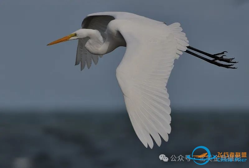 Graceful American Great Egret  舞姿飘逸的美洲大白鹭-6769 