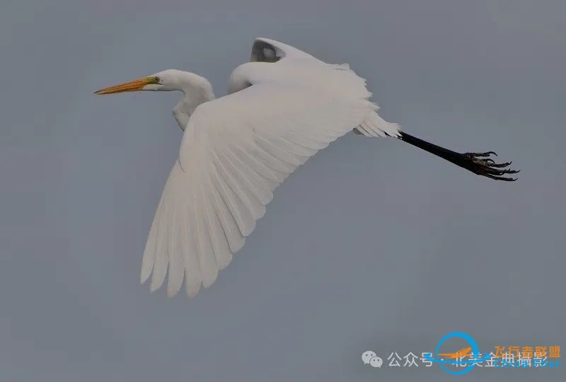 Graceful American Great Egret  舞姿飘逸的美洲大白鹭-4551 