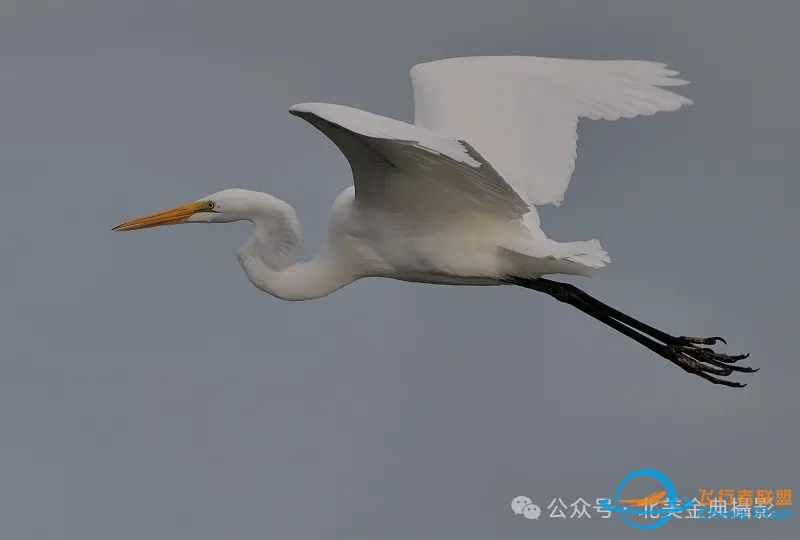 Graceful American Great Egret  舞姿飘逸的美洲大白鹭-7756 