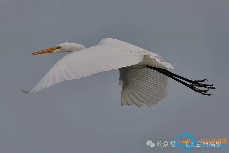 Graceful American Great Egret  舞姿飘逸的美洲大白鹭-533 