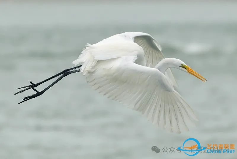 Graceful American Great Egret  舞姿飘逸的美洲大白鹭-6802 