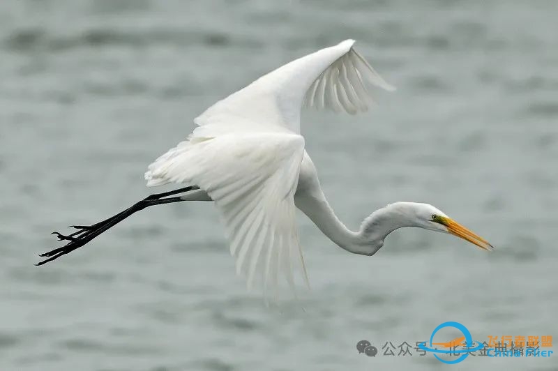 Graceful American Great Egret  舞姿飘逸的美洲大白鹭-1246 