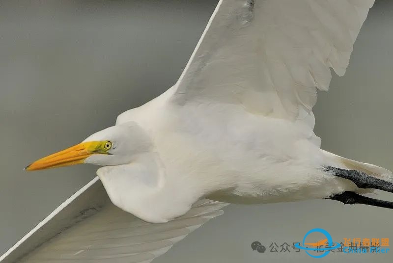 Graceful American Great Egret  舞姿飘逸的美洲大白鹭-9940 