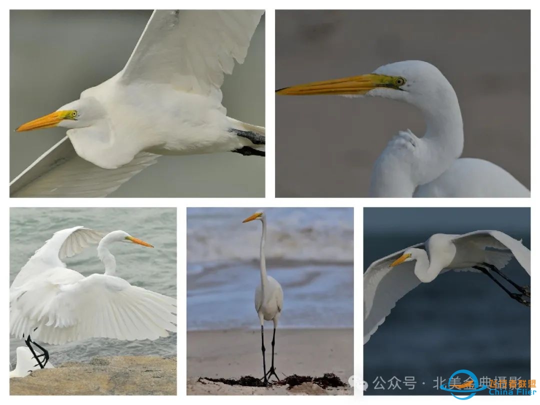 Graceful American Great Egret  舞姿飘逸的美洲大白鹭-3778 