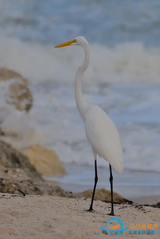 Graceful American Great Egret  舞姿飘逸的美洲大白鹭-9415 