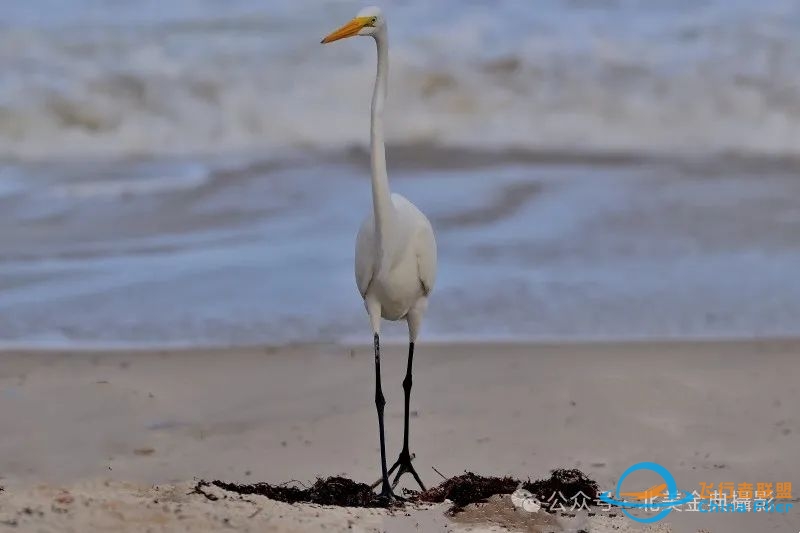 Graceful American Great Egret  舞姿飘逸的美洲大白鹭-577 