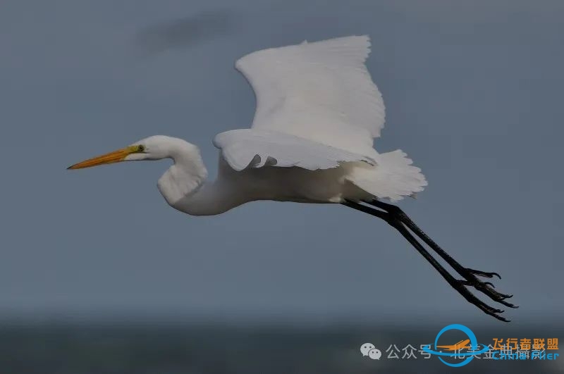 Graceful American Great Egret  舞姿飘逸的美洲大白鹭-3425 