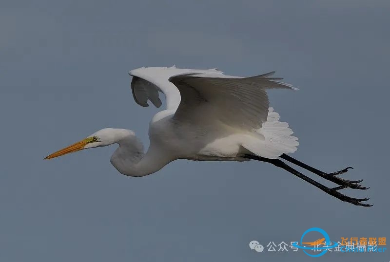 Graceful American Great Egret  舞姿飘逸的美洲大白鹭-3356 