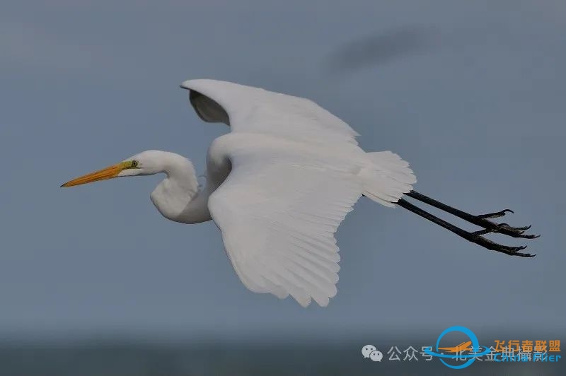 Graceful American Great Egret  舞姿飘逸的美洲大白鹭-1709 