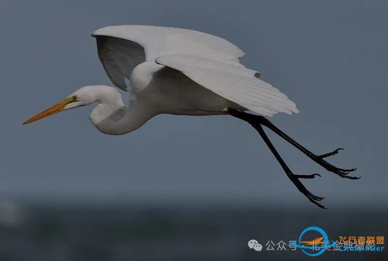 Graceful American Great Egret  舞姿飘逸的美洲大白鹭-565 