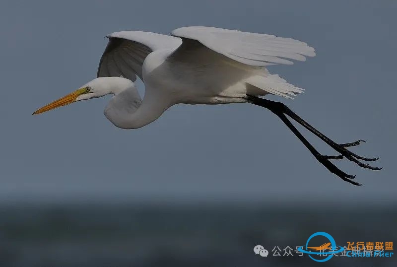 Graceful American Great Egret  舞姿飘逸的美洲大白鹭-2282 