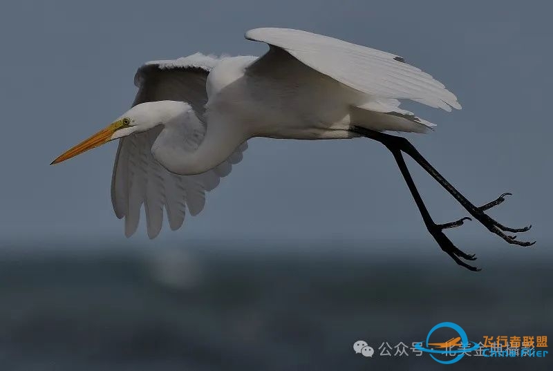 Graceful American Great Egret  舞姿飘逸的美洲大白鹭-4256 