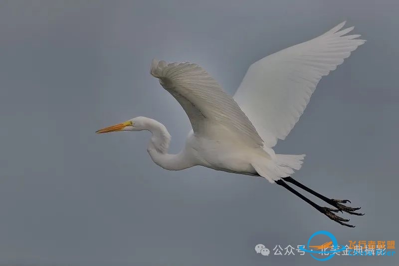 Graceful American Great Egret  舞姿飘逸的美洲大白鹭-560 