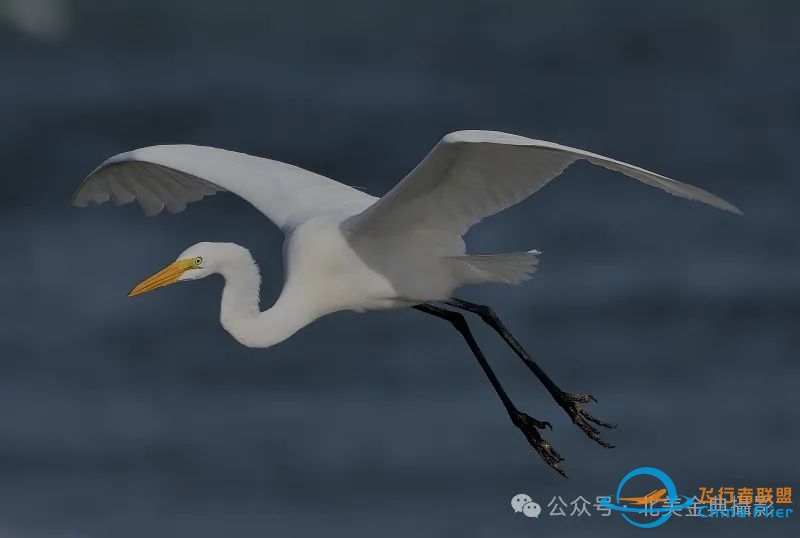 Graceful American Great Egret  舞姿飘逸的美洲大白鹭-7099 