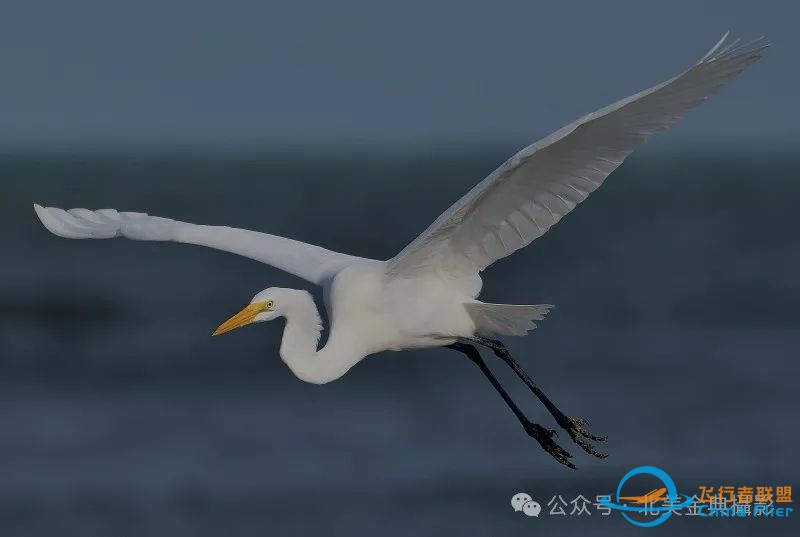 Graceful American Great Egret  舞姿飘逸的美洲大白鹭-8361 