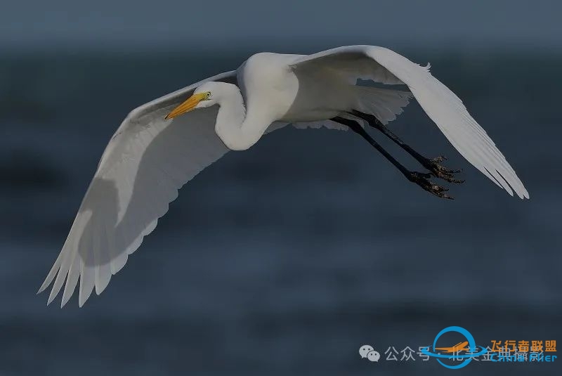 Graceful American Great Egret  舞姿飘逸的美洲大白鹭-7409 