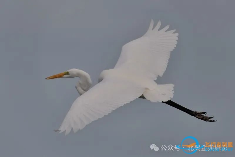 Graceful American Great Egret  舞姿飘逸的美洲大白鹭-4713 