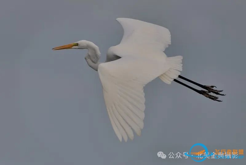 Graceful American Great Egret  舞姿飘逸的美洲大白鹭-1708 