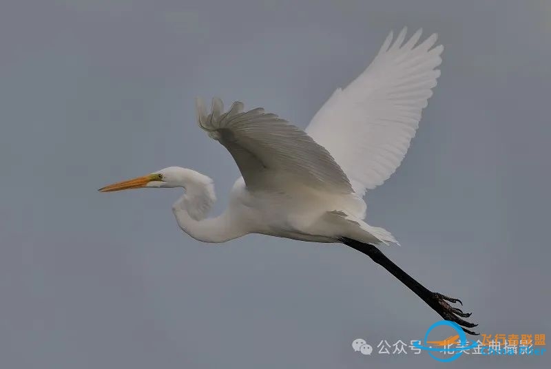 Graceful American Great Egret  舞姿飘逸的美洲大白鹭-8553 