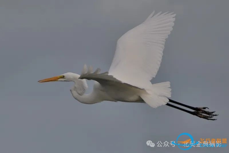 Graceful American Great Egret  舞姿飘逸的美洲大白鹭-4215 