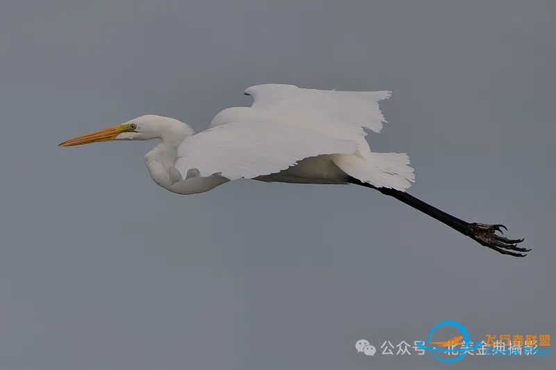 Graceful American Great Egret  舞姿飘逸的美洲大白鹭-2789 