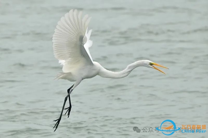 Graceful American Great Egret  舞姿飘逸的美洲大白鹭-3005 