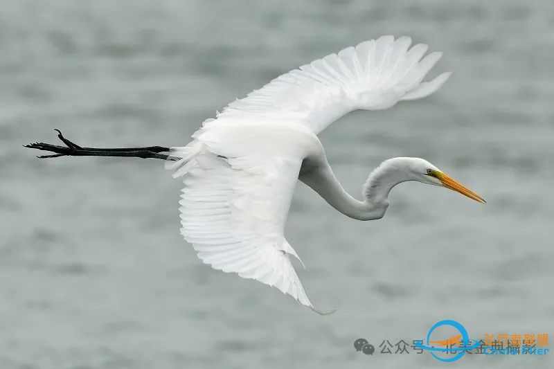 Graceful American Great Egret  舞姿飘逸的美洲大白鹭-5766 