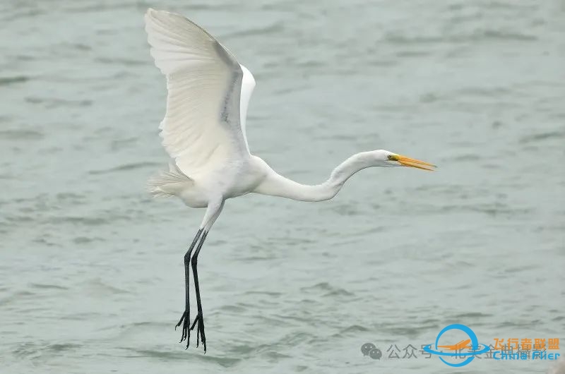 Graceful American Great Egret  舞姿飘逸的美洲大白鹭-6673 