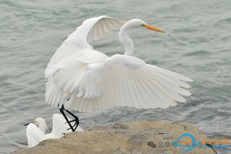 Graceful American Great Egret  舞姿飘逸的美洲大白鹭-2511 