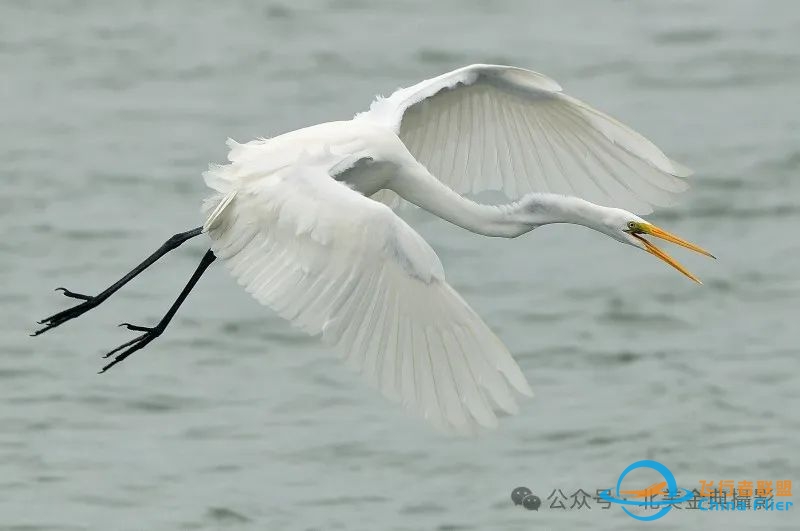 Graceful American Great Egret  舞姿飘逸的美洲大白鹭-9167 