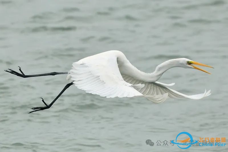 Graceful American Great Egret  舞姿飘逸的美洲大白鹭-4236 