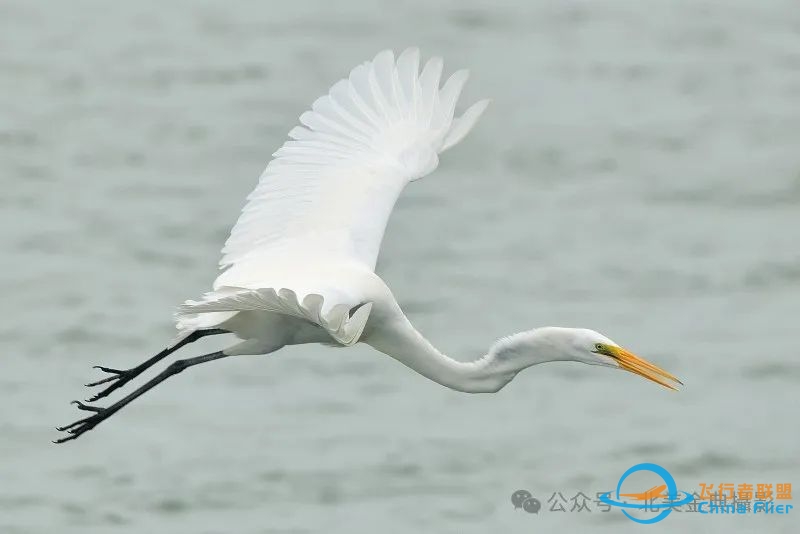 Graceful American Great Egret  舞姿飘逸的美洲大白鹭-4050 