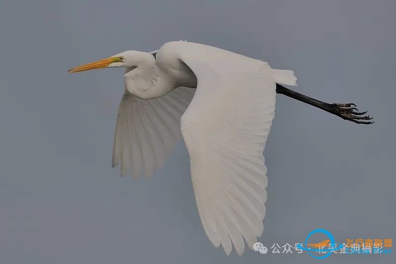 Graceful American Great Egret  舞姿飘逸的美洲大白鹭-706 