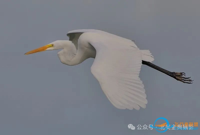 Graceful American Great Egret  舞姿飘逸的美洲大白鹭-4689 