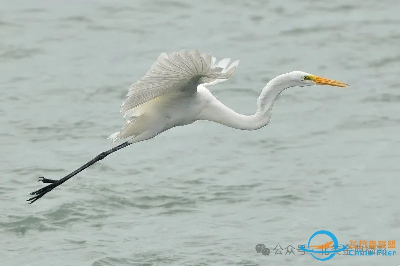 Graceful American Great Egret  舞姿飘逸的美洲大白鹭-5199 