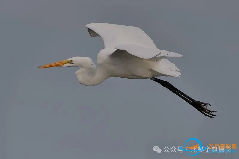 Graceful American Great Egret  舞姿飘逸的美洲大白鹭-483 