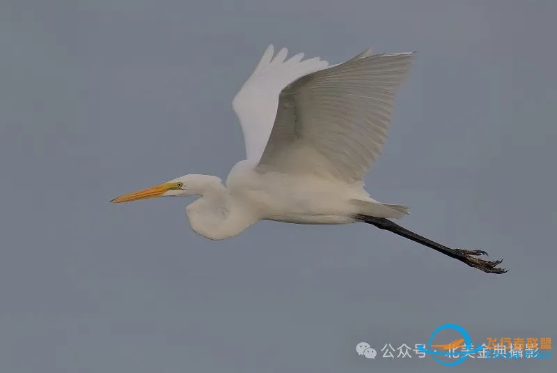 Graceful American Great Egret  舞姿飘逸的美洲大白鹭-8114 