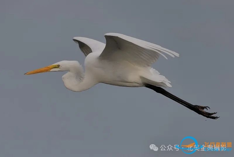 Graceful American Great Egret  舞姿飘逸的美洲大白鹭-5634 