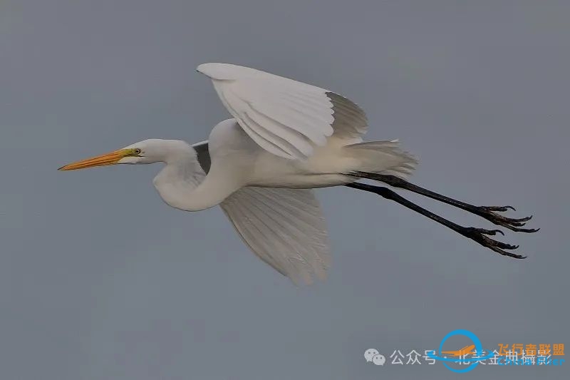 Graceful American Great Egret  舞姿飘逸的美洲大白鹭-7517 